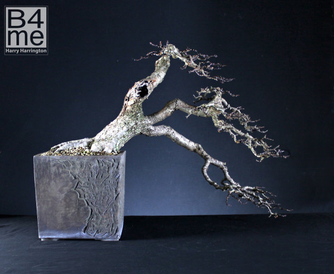 hawthorn bonsai cascade